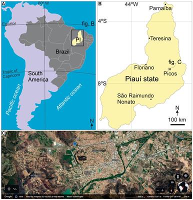 Multiple-Rusophycus assemblage from the Parnaíba Basin (NE Brazil) reflects trilobites as tracemakers and molting behavior